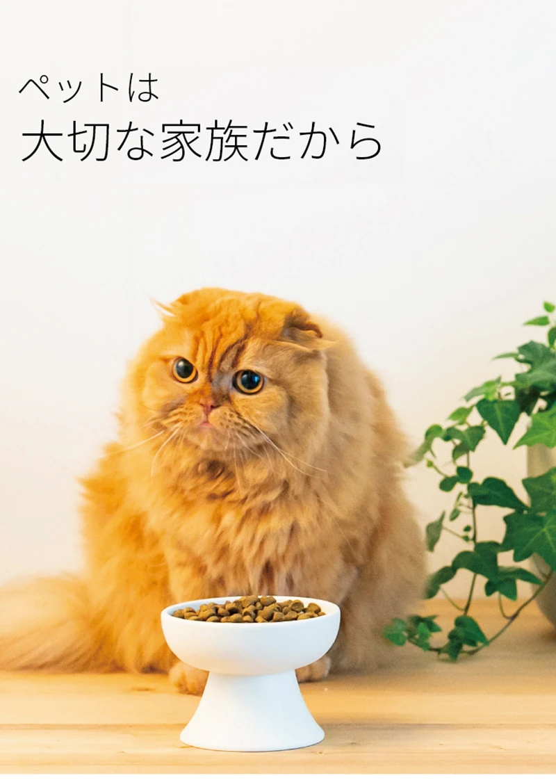 New Ceramic Pet Bowl Japanese- - Wedding Water Supply ulasan dan harga