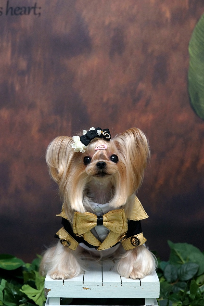 Handmade Dog Clothes Luxurious - Suitsupply Wedding Tuxedo ulasan dan harga